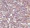 CD180 Molecule antibody, NBP1-76707, Novus Biologicals, Immunohistochemistry frozen image 