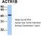 Actin Related Protein 1B antibody, TA340074, Origene, Western Blot image 