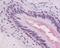 Adhesion G Protein-Coupled Receptor G2 antibody, NLS1264, Novus Biologicals, Immunohistochemistry frozen image 