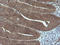 Granzyme B antibody, LS-C174385, Lifespan Biosciences, Immunohistochemistry frozen image 