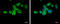 Integrin Subunit Alpha L antibody, GTX113214, GeneTex, Immunofluorescence image 