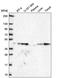 Growth Differentiation Factor 11 antibody, PA5-67058, Invitrogen Antibodies, Western Blot image 