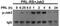 Janus Kinase 2 antibody, ab32101, Abcam, Western Blot image 