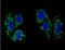 Sterol O-acyltransferase 1 antibody, NBP2-22565, Novus Biologicals, Immunocytochemistry image 