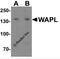 WAPL Cohesin Release Factor antibody, 7799, ProSci, Western Blot image 