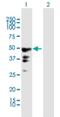Paternally Expressed 10 antibody, H00023089-B01P, Novus Biologicals, Western Blot image 