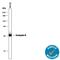 Granzyme B antibody, AF2906, R&D Systems, Western Blot image 