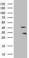Troponin T2, Cardiac Type antibody, LS-C791453, Lifespan Biosciences, Western Blot image 
