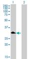 C1q And TNF Related 9 antibody, H00338872-B01P, Novus Biologicals, Western Blot image 