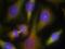 Eukaryotic Translation Initiation Factor 2 Alpha Kinase 2 antibody, 79-399, ProSci, Immunofluorescence image 