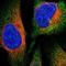 BRX antibody, NBP1-89163, Novus Biologicals, Immunofluorescence image 