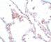 Transmembrane Protein 184B antibody, NBP1-77143, Novus Biologicals, Immunohistochemistry frozen image 