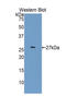 Cyclin Dependent Kinase 5 antibody, LS-C305672, Lifespan Biosciences, Western Blot image 