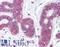 Solute Carrier Family 39 Member 6 antibody, LS-A9287, Lifespan Biosciences, Immunohistochemistry paraffin image 