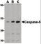 Caspase 5 antibody, orb86711, Biorbyt, Western Blot image 