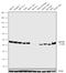 Apelin Receptor antibody, 711101, Invitrogen Antibodies, Western Blot image 