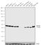 Apelin Receptor antibody, 711101, Invitrogen Antibodies, Western Blot image 