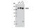 Histone Deacetylase 6 antibody, 7558S, Cell Signaling Technology, Western Blot image 