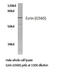 Ezrin antibody, LS-C177633, Lifespan Biosciences, Western Blot image 