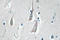 Calcium/Calmodulin Dependent Protein Kinase II Alpha antibody, LS-C178043, Lifespan Biosciences, Immunohistochemistry frozen image 
