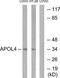 Apolipoprotein L4 antibody, TA315839, Origene, Western Blot image 