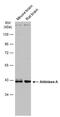 Aldolase, Fructose-Bisphosphate A antibody, PA5-77857, Invitrogen Antibodies, Western Blot image 