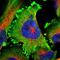 Amphiphysin antibody, HPA019828, Atlas Antibodies, Immunofluorescence image 