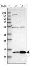 SRA Stem-Loop Interacting RNA Binding Protein antibody, PA5-54175, Invitrogen Antibodies, Western Blot image 