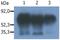 Phosphoprotein Membrane Anchor With Glycosphingolipid Microdomains 1 antibody, M03711, Boster Biological Technology, Western Blot image 