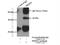 Protein Arginine Methyltransferase 6 antibody, 15395-1-AP, Proteintech Group, Immunoprecipitation image 