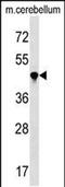 Peptidylprolyl Isomerase Like 4 antibody, PA5-49056, Invitrogen Antibodies, Western Blot image 