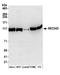SEC24 Homolog D, COPII Coat Complex Component antibody, A304-813A, Bethyl Labs, Western Blot image 