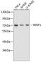 SUMO Specific Peptidase 1 antibody, 14-534, ProSci, Western Blot image 