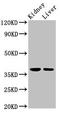 TATA-Box Binding Protein Associated Factor 8 antibody, orb401056, Biorbyt, Western Blot image 