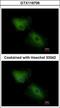 C-X-C Motif Chemokine Ligand 16 antibody, GTX116706, GeneTex, Immunofluorescence image 