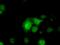 Microtubule Affinity Regulating Kinase 3 antibody, orb256677, Biorbyt, Immunofluorescence image 