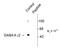 Gamma-Aminobutyric Acid Type A Receptor Gamma2 Subunit antibody, TA309141, Origene, Western Blot image 