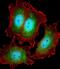 Kinesin Family Member 22 antibody, M05570, Boster Biological Technology, Immunofluorescence image 
