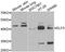 E74 Like ETS Transcription Factor 3 antibody, abx004871, Abbexa, Western Blot image 