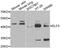 ETS-related transcription factor Elf-3 antibody, abx004871, Abbexa, Western Blot image 