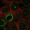 Nucleolar Protein 9 antibody, PA5-65171, Invitrogen Antibodies, Immunofluorescence image 