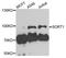Sortilin 1 antibody, A7926, ABclonal Technology, Western Blot image 