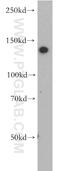 CTR9 Homolog, Paf1/RNA Polymerase II Complex Component antibody, 20672-1-AP, Proteintech Group, Western Blot image 