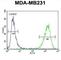 Cyclic GMP-AMP Synthase antibody, abx025753, Abbexa, Western Blot image 