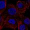 PP2CE antibody, HPA062291, Atlas Antibodies, Immunofluorescence image 