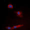 Granzyme K antibody, LS-C368594, Lifespan Biosciences, Immunofluorescence image 