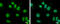 BTB/POZ domain-containing protein 10 antibody, GTX108739, GeneTex, Immunocytochemistry image 
