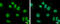 BTB Domain Containing 10 antibody, GTX108739, GeneTex, Immunocytochemistry image 