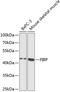 FGF1 Intracellular Binding Protein antibody, 15-076, ProSci, Western Blot image 