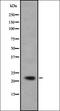 Cytochrome P450 Family 4 Subfamily F Member 22 antibody, orb337725, Biorbyt, Western Blot image 